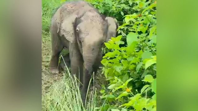 कार्बेट टाइगर रिजर्व में वन कर्मियों की मुहिम रंग लाई: 2 माह के बिछड़े हाथी के बच्चे को झुंड से मिलाया