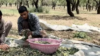 कश्मीर में बादाम की बंपर पैदावार, फिर भी जलवायु परिवर्तन से किसान परेशान।