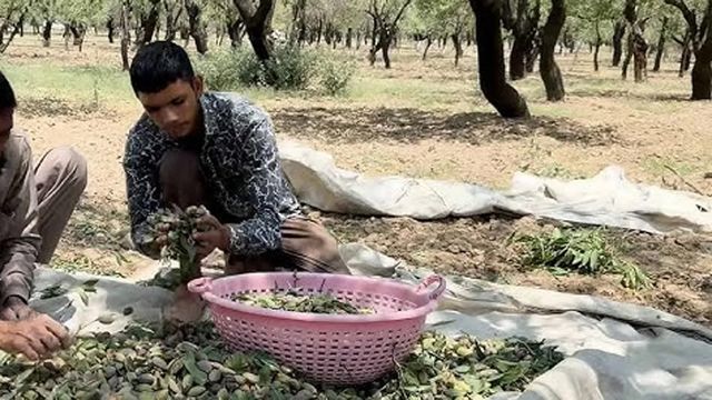 कश्मीर में इस साल हुई बादाम की बंपर पैदावार, फिर भी क्यों परेशान हैं पुलवामा के किसान? जानिए वजह