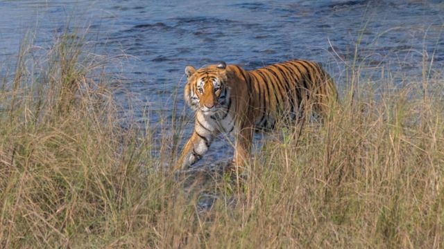 नेपाल में बढ़े बाघ, अब वाल्मीकि टाइगर रिजर्व की बारी, गणना रिपोर्ट पर टिकी निगाहें
