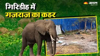 गिरिडीह के बिरनी में अंडा फार्म को हाथियों ने किया नष्ट।(फोटो जागरण)