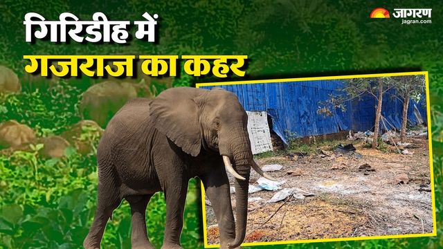 गिरिडीह में अंडा फार्म में हाथियों का धावा, मुर्गियों का दाना चट कर मचाई तबाही 

