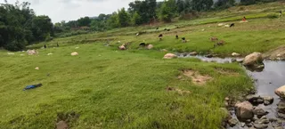 कोयल और धड़धड़ी नदियों में बाढ़ नहीं आने से बालू की किल्लत तय।