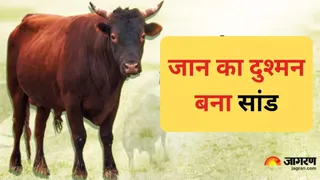 फतेहपुर में सांड के हमले में व्यक्ति की मौत हो गई। प्रतीकात्मक फोटो
