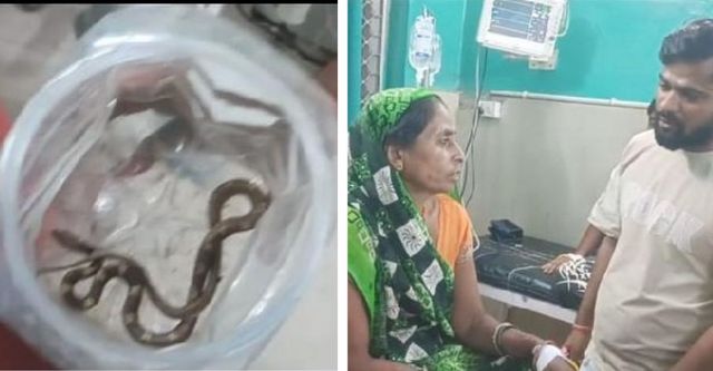 करैत सांप के डसने पर पति डिब्बे में बंद कर अस्पताल ले गया, पत्नी की बची जान
