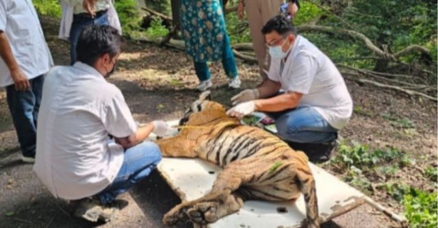 कानपुर चिड़ियाघर में मादा तेंदुआ जेरी की सेप्टीसीमिया से मौत, पूंछ काटने की थी आदत