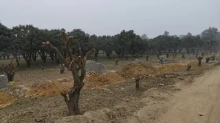 झारखंड में लाखों पौधे लगाने के बावजूद क्यों बढ़ रहा तापमान और घट रहा भूजल।
