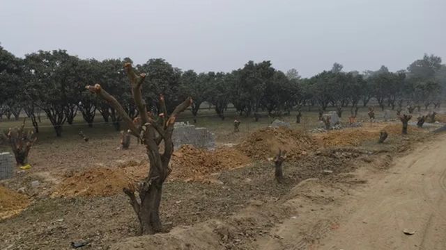 मंगल मुद्दा: लाखों पौधे लगाने का दावा, 40 करोड़ खर्च... फिर भी क्यों तप रहा झारखंड?