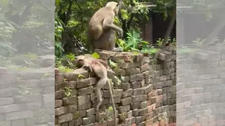 मऊ में बंदर के बच्चे की हत्या का आरोपित गिरफ्तार, एयरगन भी बरामद।