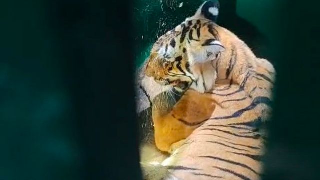 खाली था बूढ़ी बाघिन का पेट, खाने को मुर्गा दिया तो नहीं खाया...और तोड़ दिया दम