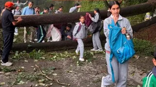 शिमला में सीएम आवास के पास गिरे पेड़। जागरण