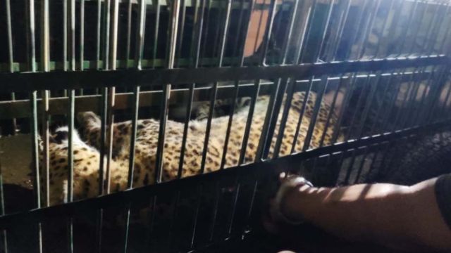 अल्मोड़ा में गोशाला में घुसे गुलदार का सफल रेस्क्यू, ग्रामीणों में दहशत