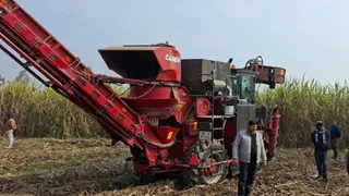 हल्दौर क्षेत्र में गन्ने के खेत में कटाई करती केन हार्वेस्टर मशीन l जागरण आर्काइव