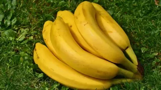 रोगमुक्त रोबस्टा केला से बढ़ेगी किसानों की कमाई