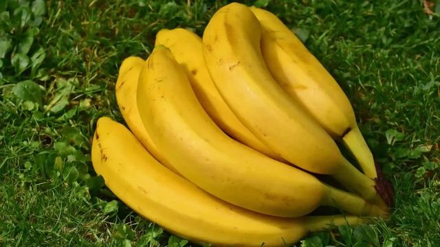 रोबस्टा केले से बढ़ेगी किसानों की कमाई, अब हड्डियां भी बनाएगा मजबूत
