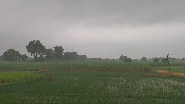 पश्चिम चंपारण में मेहरबान हुए बादल, रुक-रुक कर बारिश से धान की फसल को मिली संजीवनी