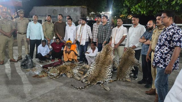 खाल के लिए तेंदुओं की हत्या, नायलोन की रस्सी में फंसाकर शिकार, डंडों से पीट-पीटकर मार डालते हैं तस्कर