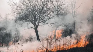 ग्रीस की जंगलों में लगी आग।