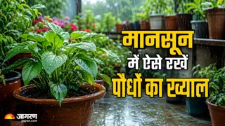 मानसून में पौधे की जड़ों को गलने से बचाने के लिए अपनाएं ये जरूरी टिप्स (Image Source: AI-Generated)