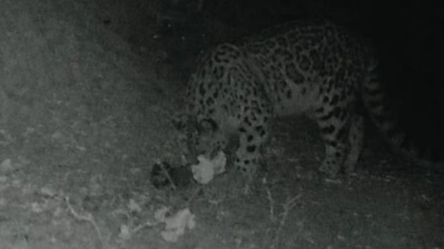 पहली बार कैमरे में कैद हुआ 'पहाड़ों का भूत', धौलाधार वाइल्डलाइफ सेंचुरी में दिखा हिम तेंदुआ
