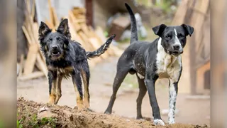 प्रतीकात्मक इमेज