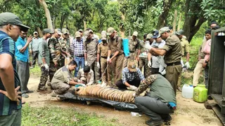 बाघिन को ट्रेंकुलाइज कर रेस्क्यू करता वन अमला। (सौजन्य- वन विभाग)