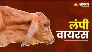 सांकेतिक तस्वीर।
