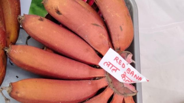 Red Banana: सेहत से भरपूर और मुनाफे में भी नंबर वन, अब किसानों की किस्मत चमकाएगा 'लाल केला'
