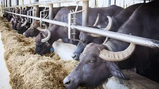 डेयरी फार्मिंग टिप्स