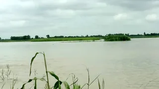 गंगा नदी में बाढ़ आने से जलमग्न मक्का की फसल। जागरण