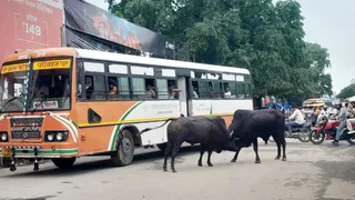 बाजार में लड़ते दो सांड़