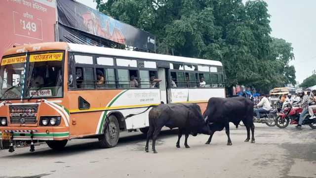 Badaun News: बस अड्डे के सामने भिड़े दो सांड, कपड़े की दुकान तहस-नहस; 30 मिनट तक ठप रहा भामाशाह चौक मार्ग