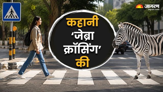 सड़क पार करते समय दिखने वाली सफेद-काली धारियों का नाम 'जेब्रा क्रॉसिंग' कैसे पड़ा? यहां जानें असली वजह

