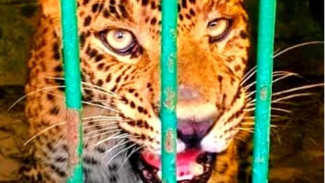 बहराइच में खूंखार तेंदुआ पिंजरे में हुआ कैद, ग्रामीणों ने ली राहत की सांस 

