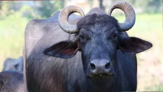 झज्जर में इस 'सुपर भैंस' ने जीता कॉम्पिटिशन (फाइल फोटो)