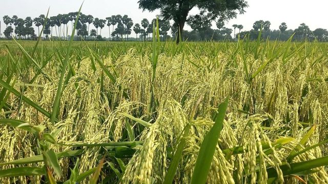 प्राकृतिक खेती मिशन : भागलपुर में 375 एकड़ होगी धान की खेती; 11 अगस्त तक करें आवेदन, पशुपालकों को वि‍शेष तरजीह
