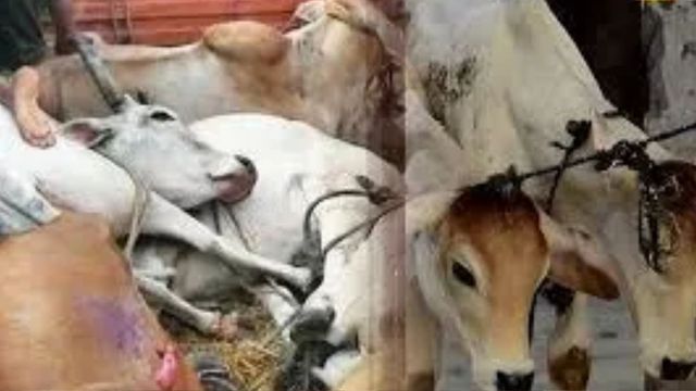 पंजाब सरकार की सौगात, गौशालाओं का बिजली बिल माफ; बेसहारा पशुओं की समस्या से निपटने में मिलेगी मदद
