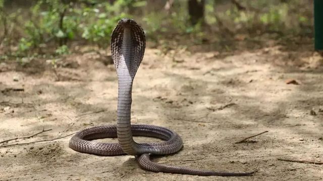 सावधान! बारिश में बढ़ा सांपों का खतरा, 35 लोग बने शिकार, भूलकर भी न करें ये गलती
