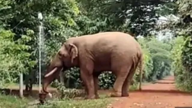 ओडिशा में कांवड़ियों के शोर से घबराया हाथी, उफनती महानदी में बहकर 50 किमी दूर कटक पहुंचा
