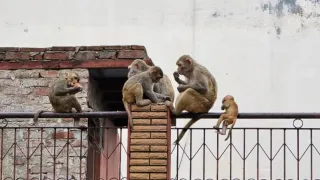 बंदरों का खौफ।