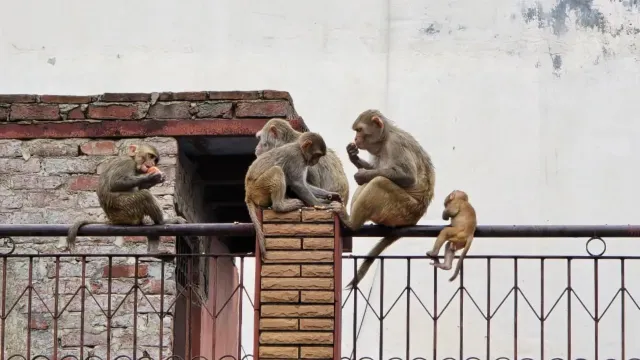 लोनी में बंदरों का खौफ जारी, दो माह में सैकड़ों लोग हुए घायल
