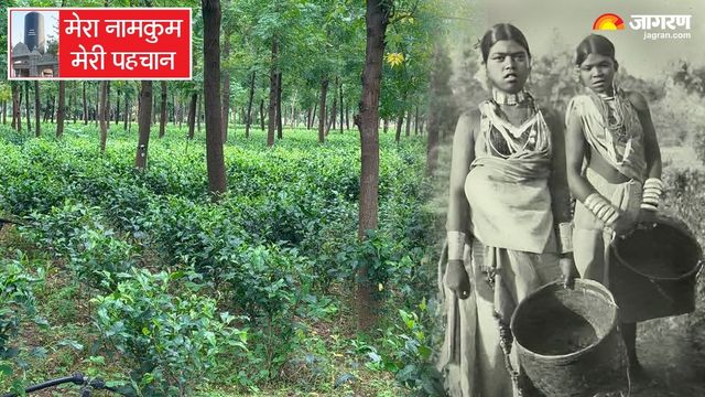 मेरा नामकुम मेरी पहचान: 186 साल पहले रांची में उगी थी चाय, आज बंद है प्रोसेसिंग प्लांट