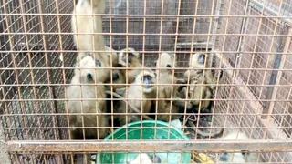 जाल में बंद लंगूर। स्रोत पुलिस