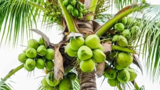 समस्तीपुर में अब घर-आंगन से लेकर खेतों तक लहलहाएंगे नारियल के पेड़, सरकार भी देगी साथ
