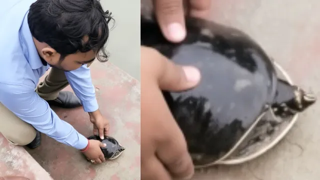 मधुबनी में एक फोन कॉल और बच गई कछुए की जान, वन्यजीव संरक्षण की अनोखी मिसाल
