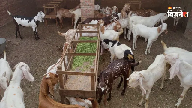Goat Farming Tips: 10 बकरियों से शुरुआत करने में कितना खर्च? लागत-मुनाफे का पूरा गणित समझिए