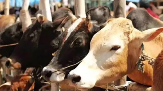 खड़गपुर में सब्जी की टोकरियों के पीछे छिपा रखी थीं 9 गाएं, गश्त के दौरान दासपुर पुलिस ने पीछा कर दबोचा
