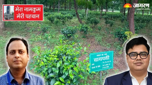 '35 साल पहले रांची में सब ठीक था', एक्सपर्ट ने बताया चाय की खेती के लिए क्या-क्या चाहिए?