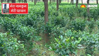 नामकुम ब्रिटिश काल में झारखंड का प्रमुख चाय उत्पादक था।