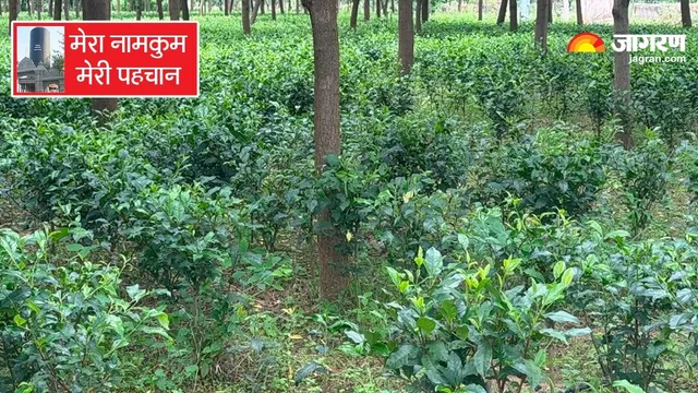 'पत्तियां सूखतीं तो घर खर्च चलता था', रांची के लोगों को आज भी याद है नामकुम की चाय